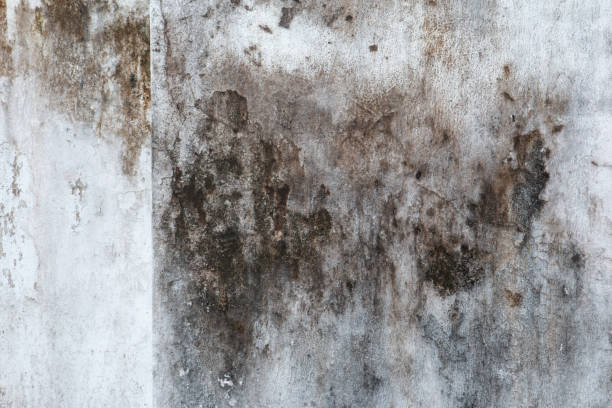 Mold Remediation for Vacation Homes in Whiskey Creek, FL