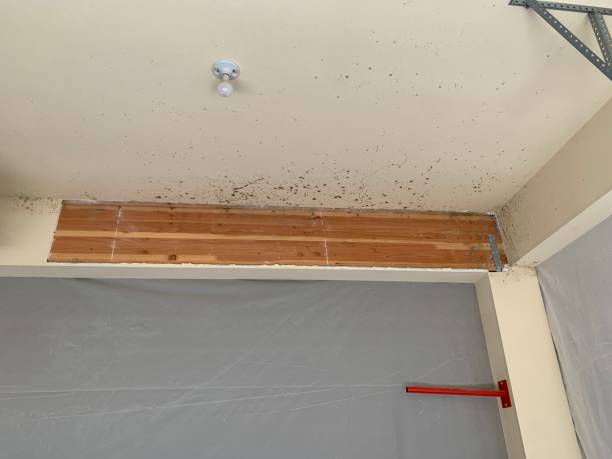 Reliable Whiskey Creek, FL Mold Removal Solutions