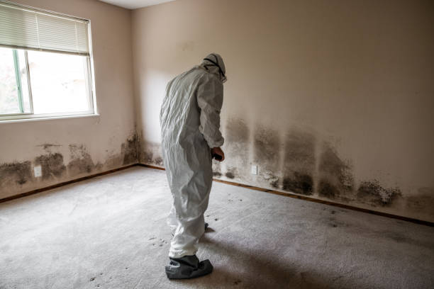 Best Mold Removal for HVAC Installations  in Whiskey Creek, FL