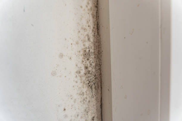 Best Water Damage & Mold Remediation  in Whiskey Creek, FL